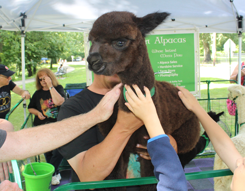 Gaelic Glen Alpacas on One World Day in Cleveland